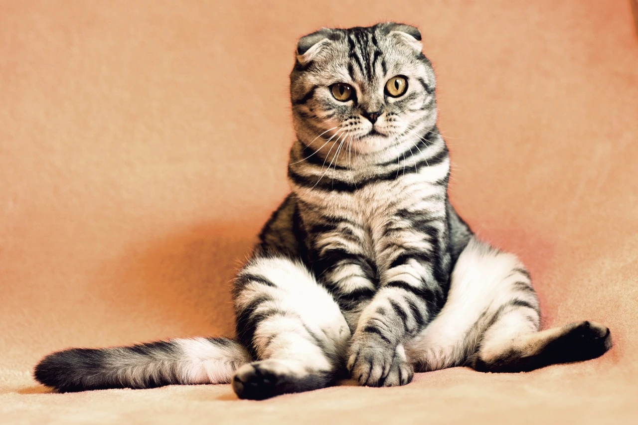 Cats Secrets: Fun Facts About Cats You Need to Know